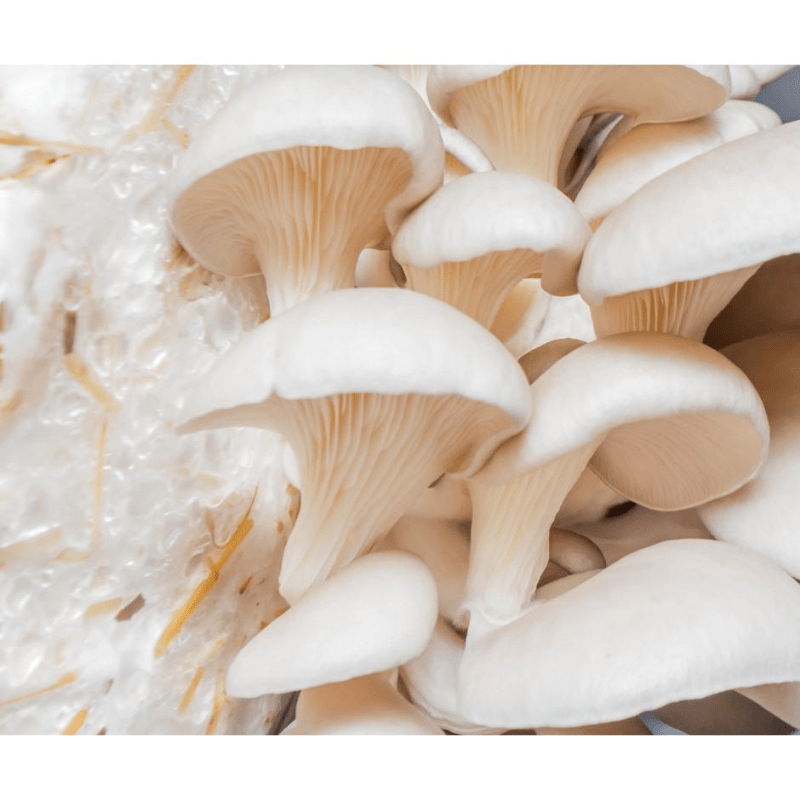 Champignon séché
